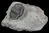 Wide, Enrolled Eldredgeops Trilobite - New York #70886-1